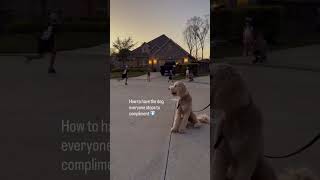 Dog training tips that actually work start with this - your dog isn’t the problem
