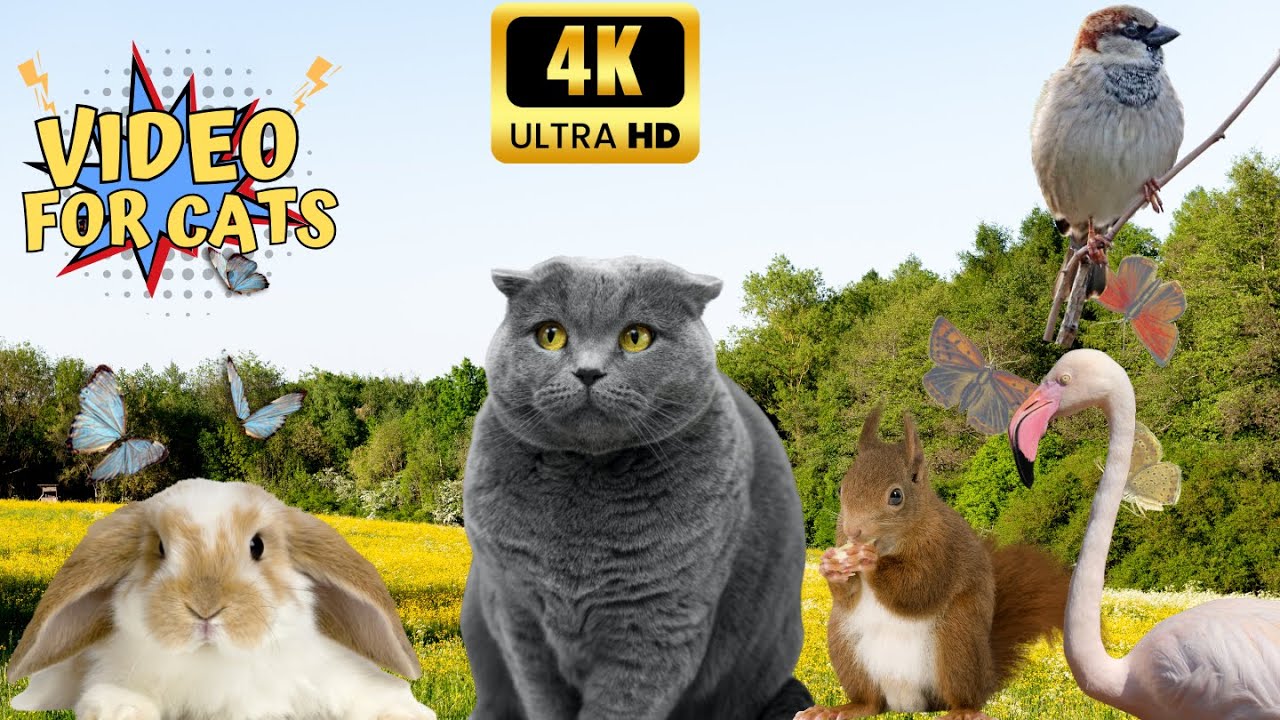 Cat Watching Rabbits 4K VIDEO FOR CAT TO WATCH 📺 - CAT TV - Birds Rabbits, Squirrel and More ...
