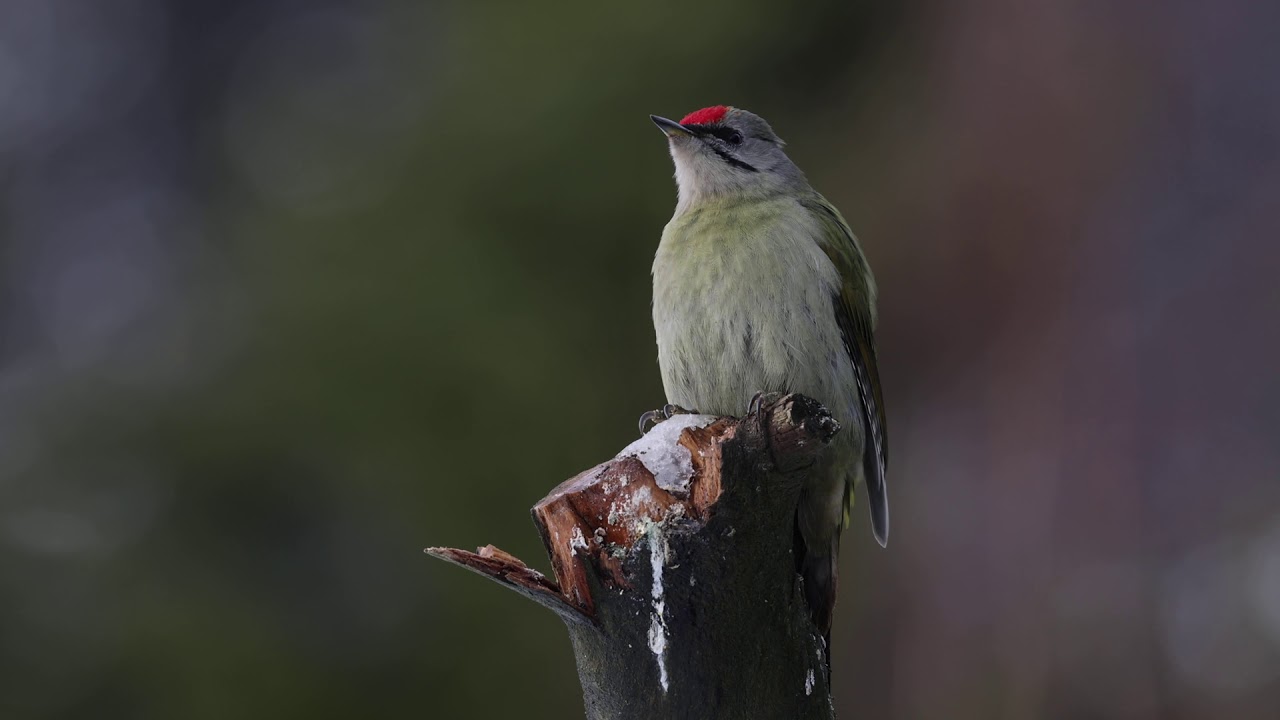 Gråspett (Grey-headed Woodpecker) Sweden.