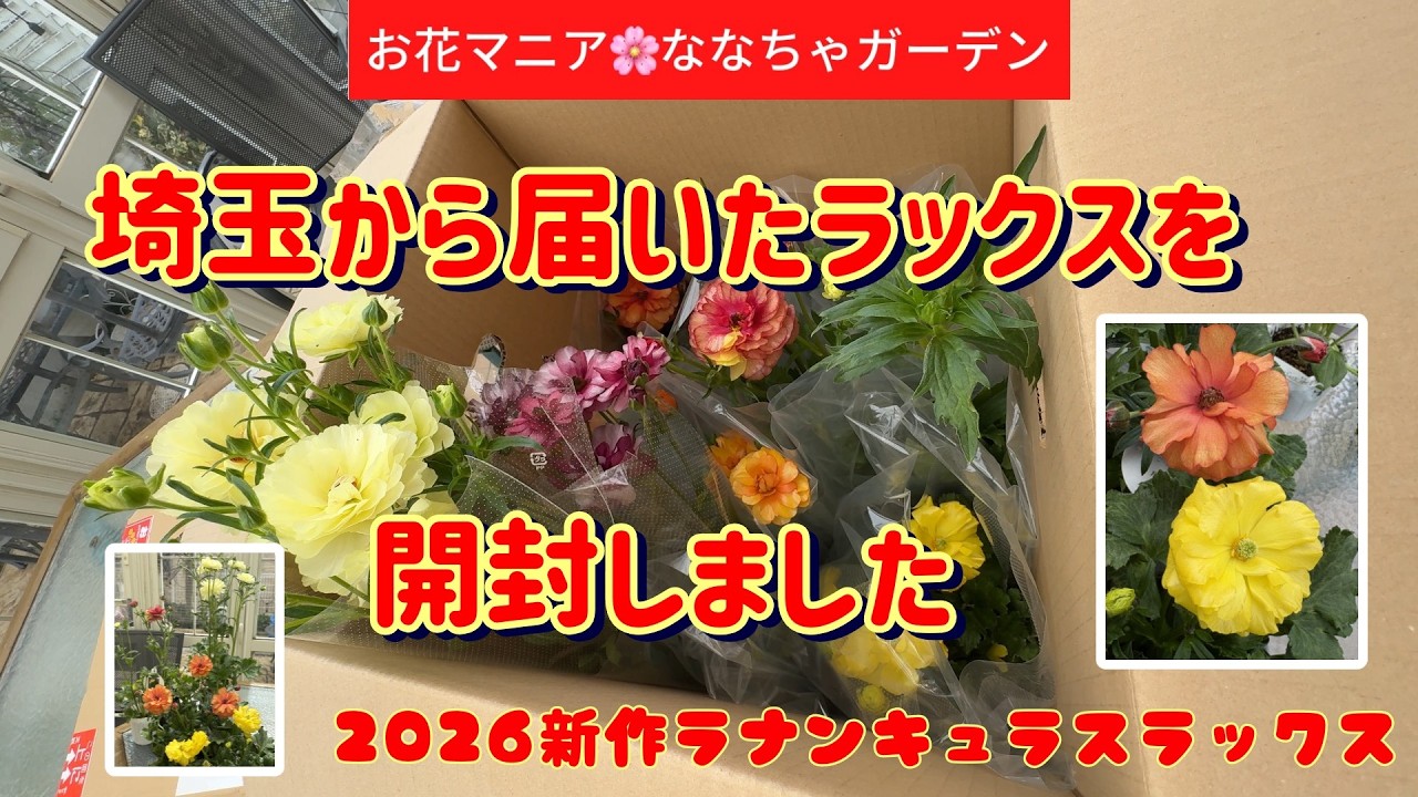 専用ページ(ラナンキュラス追加) ラナンキュラスラックスヘスティアちゃん#ガーデニング #花 #どん