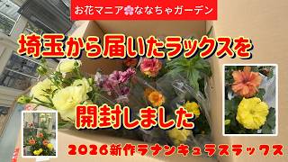 Opening the new Ranunculus Lux variety from Saitama Prefecture