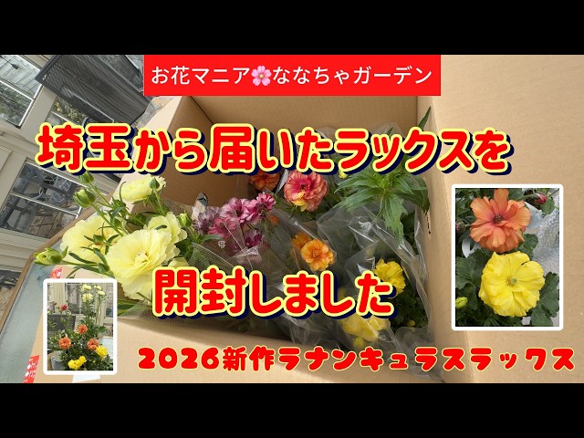 Opening the new Ranunculus Lux variety from Saitama Prefecture