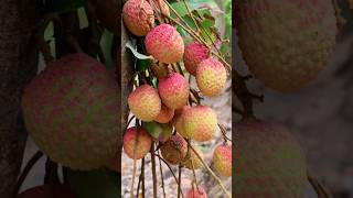 সর্বনিম্ন কম দামে লিচু এই বছর #fruit #beautiful #lichu #লিচু #trending #shorts #viral #shortsfeed