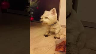 Video Thumbnail for Westie trying not to fell asleep funny animal video