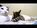 とらけづくろい 191015