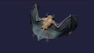 Bat animation