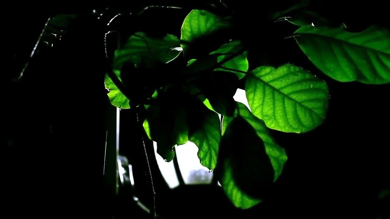 💚 BEAUTIFUL 7 HOURS OF RAIN SOUNDS TO DEEP SLEEP AND RELAXATION😊 