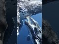 You Won't Believe What You Are Looking At... 🤯🐋 #shorts #ocean #explore #majestic #whale
