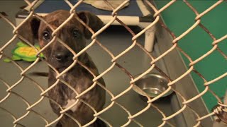 Protecting your pets during holiday