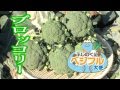 静岡県地産地消～ふじのくにベジフル大使の旬だより～『ブロッコリー』