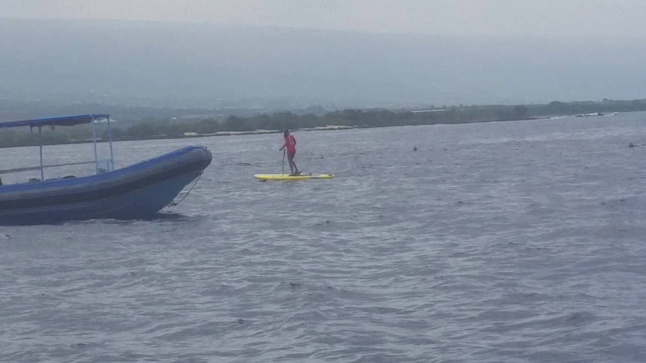 Baby Spinner Dolphin Leaping on Neptune Charlies' Tour YouTube