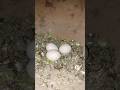 Capture de la vidéo 3 Eggs #Short