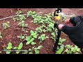 Mô Hình Tưới Cho Vườn Sầu Siêng MuSaKing Tại Dầu Giây - Đồng Nai