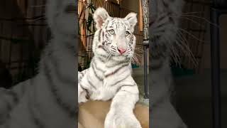 lucu ⁉️ selen tampar pantatnya Chester 🐅😂😂 !!!! #alshadahmad #tiaraandini #selen