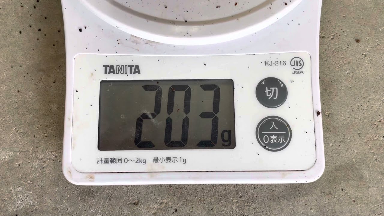 【HirokA】ヘラクレスオオカブト　巨大幼虫(^^)