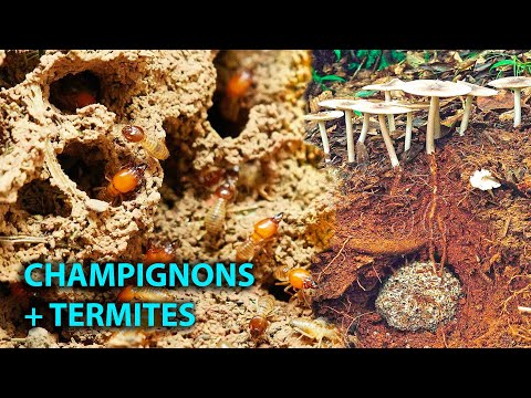 Vidéo: Champignon de chèvre : description, habitat, valeur culinaire