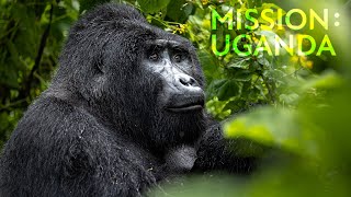 1 von 1000 - Berggorillas: Die letzten ihrer Art | Mission: Uganda | Robert Marc Lehmann