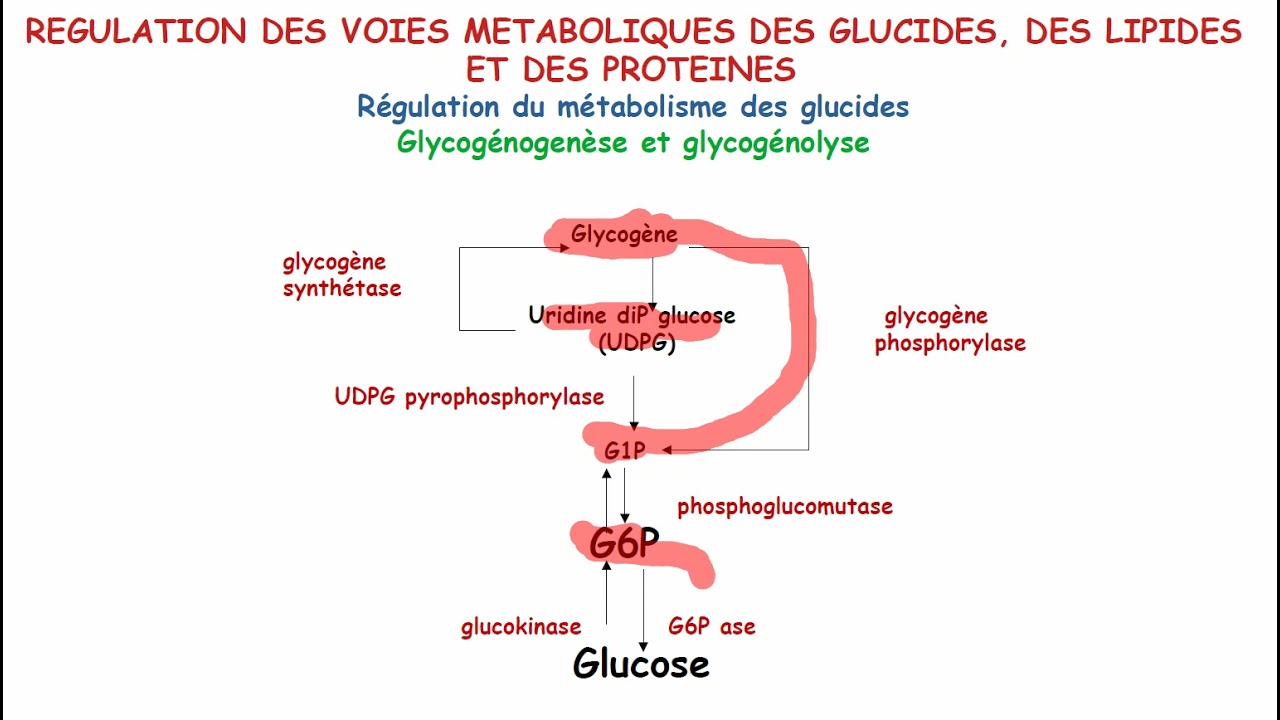 Régulation du métabolisme du glycogéne