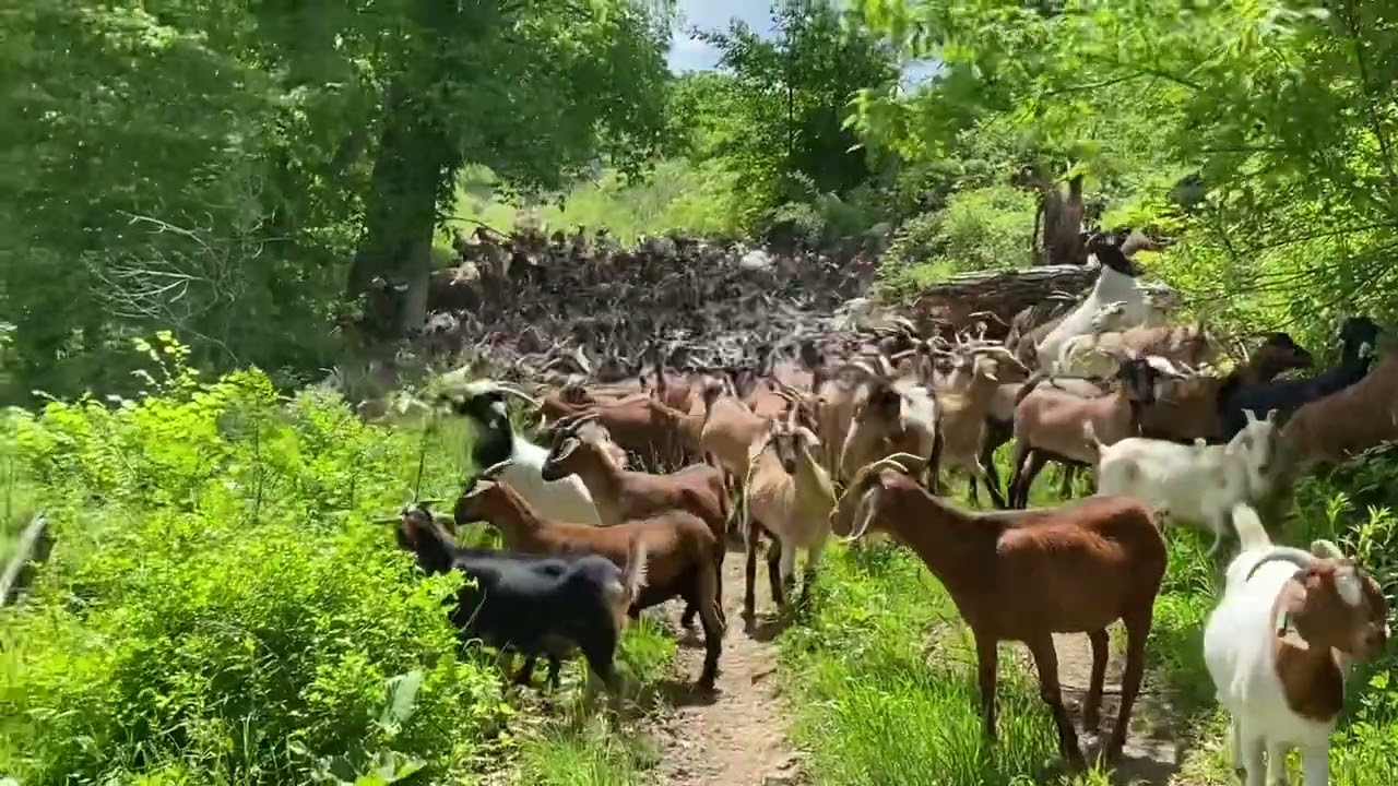 Wie Gut War Ronaldinho Eigentlich?