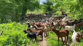 Giving the new herd of Spanish goats  a fresh chunk of serious brush!!  They look fantastic!!