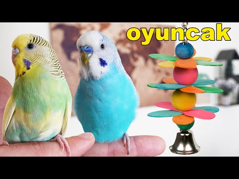 Video: Papağan Oyuncağı Nasıl Yapılır