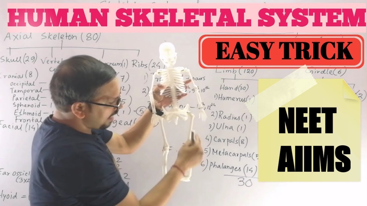 HUMAN SKELETAL SYSTEM