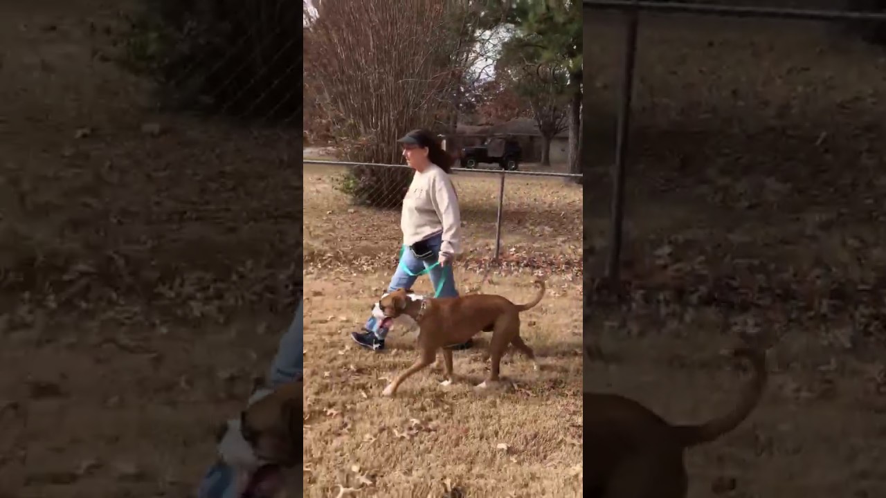 Baxter training YouTube