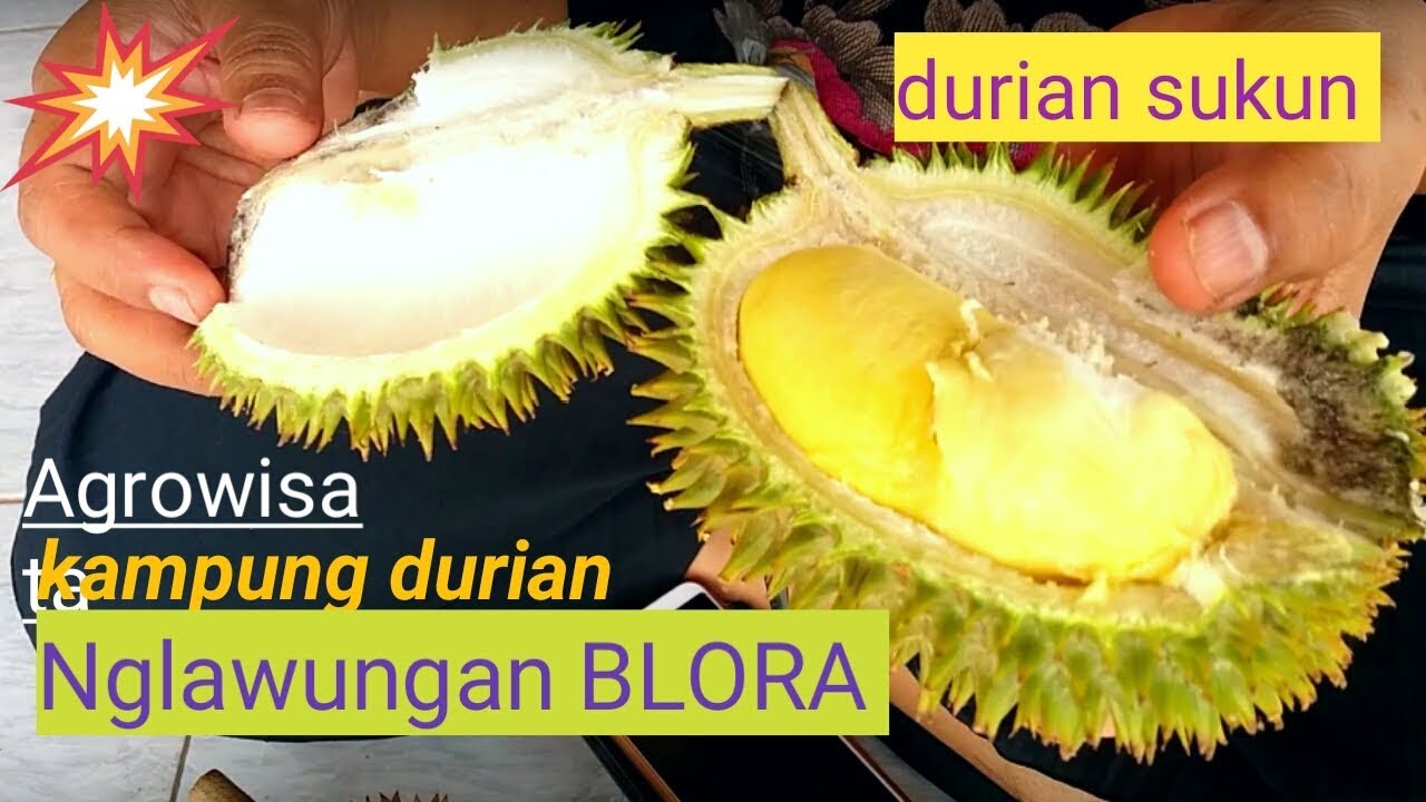 Unduh 570 Koleksi Gambar Durian Sukun Terbaru HD