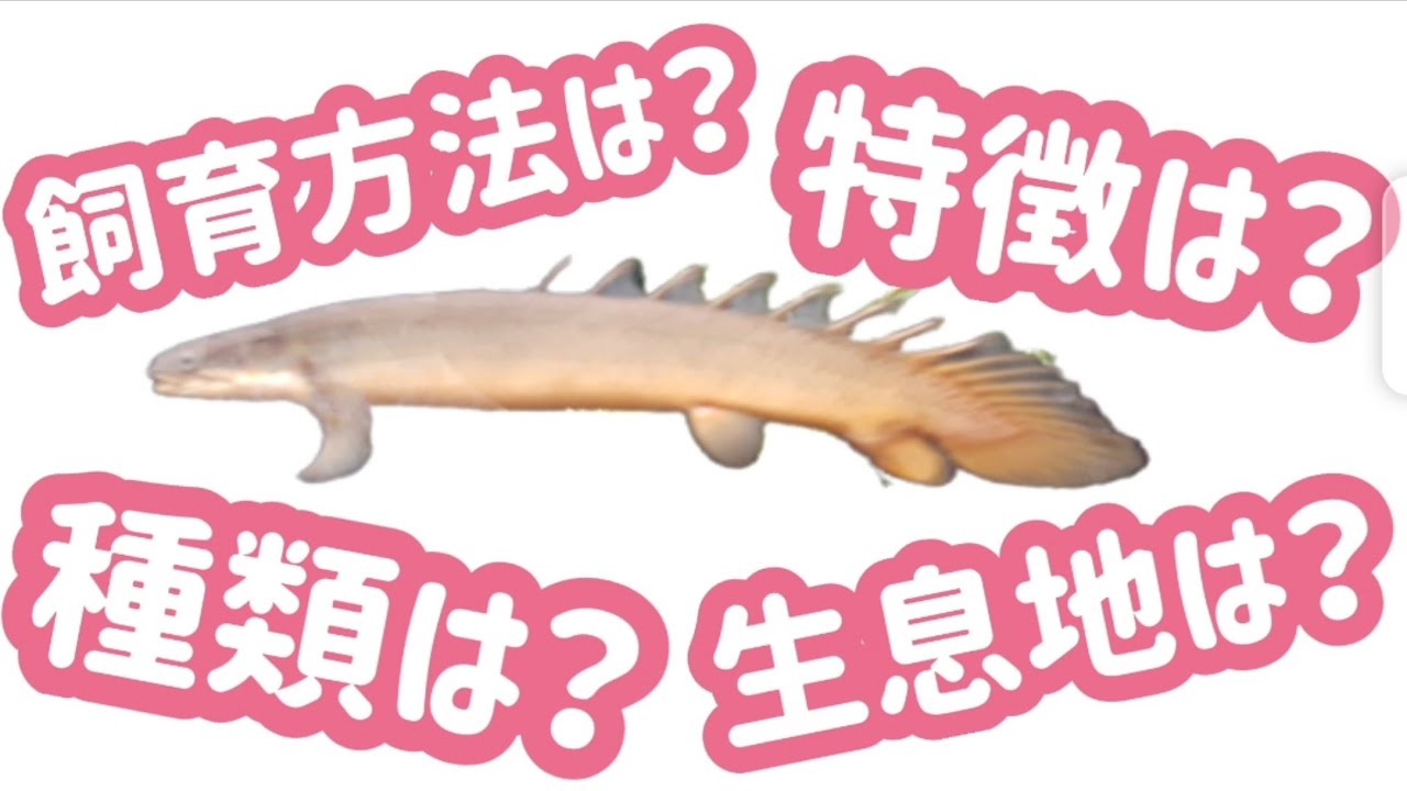 これからポリプテルスセネガルを飼いたい方必見 ポリプテルスセネガルってどんなお魚 Youtube