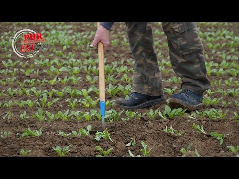 Vidéo: Parcelle D'essai Variétale "Rostok" - Pépinière De Plantes Vivaces