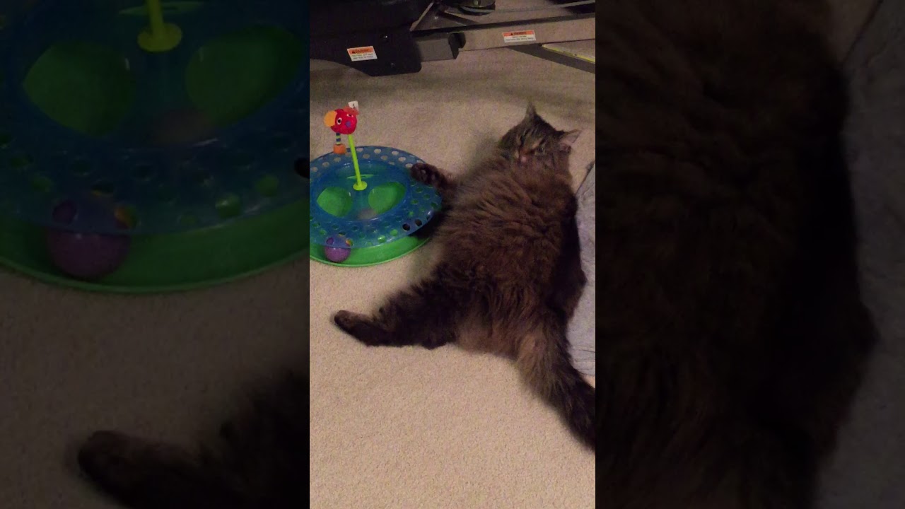 Why Cats Make People Happy