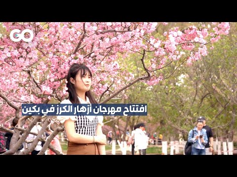 الميادين  افتتاح مهرجان أزهار الكرز في بكين