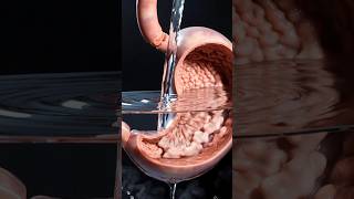 What Happens Inside Your Body When You Drink Water 💧 | 3D Anatomy Animation” #health #viral #usa