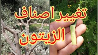 طريقة تطعيم اشجار الزيتون من الحجم الكبير (بالعين) How to graft olive trees