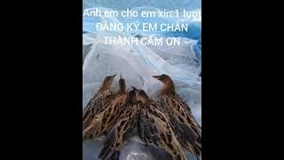 TIẾNG CÚM NÚM CHUẨN GÀ NƯỚC CHIM DI CƯ CHO ANH EM MIỄN PHÍ FILE NÀY CỦA EM mua tháng 10