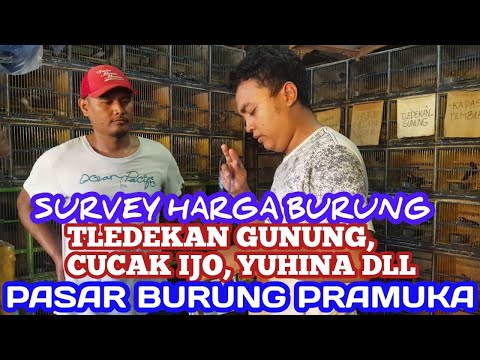 Survey Harga Burung Tledekan Gunung Cak Ijo Yuhina Dll Pb