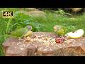 CAT TV 🐦🐿️ The Ultimate Bird and Squirrel Show for Your Cat (8 HOURS)