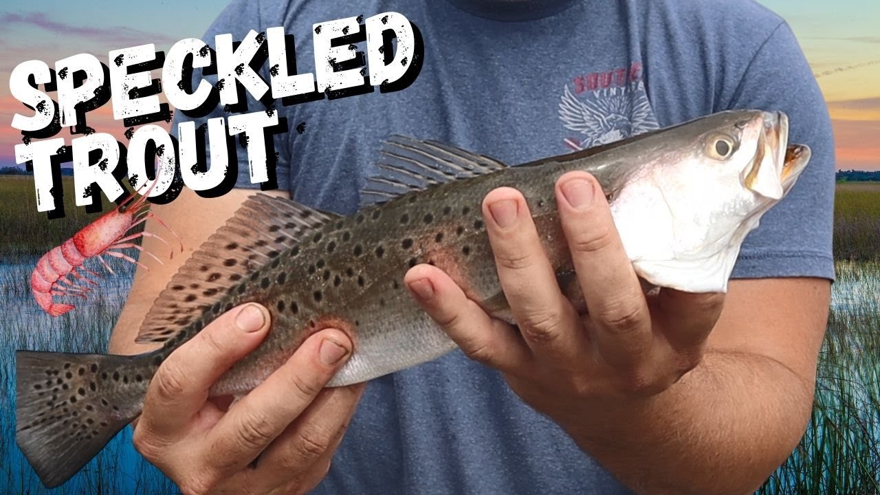 Speckled Trout on the Savannah Coast! YouTube