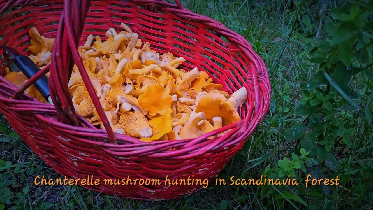 Chanterelle mushroom hunting in scandinavia forest - YouTube