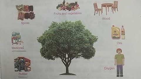 DAV Nahan Class-III Science Lesson-4, Part-1