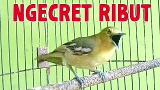 NGECRETT RIBUT... ‼️ Suara Sirtu Jantan Ribut Ketakutan