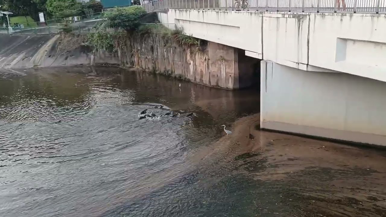 新加坡野生水獭 Smooth-coated Otters Being Wild Earlier This Morning In Singapore_  02 February 2026