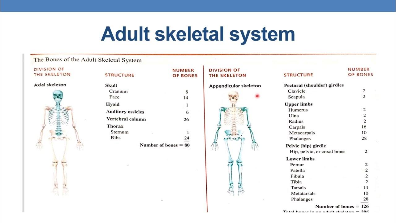 CPT CODING GUIDELINES FOR RADIOLOGY PART 7 BONE & JOINT STUDIES YouTube