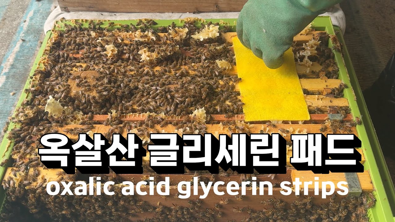 친환경 양봉하기는 어려워...  옥살산 글리세린패드 만들기. 진드기 잡아봅시다