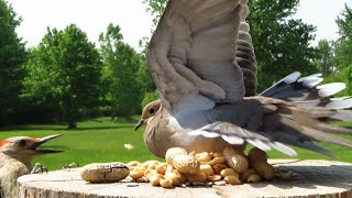 Cheeky mourning dove refuses to back down