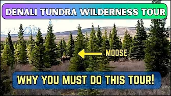 Alaska - Tundra Wilderness Tour |  Best Wildlife Tour you can do at Denali National Park, Part 2