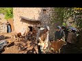 Nomadic life: the art of making cement molds and milking milk