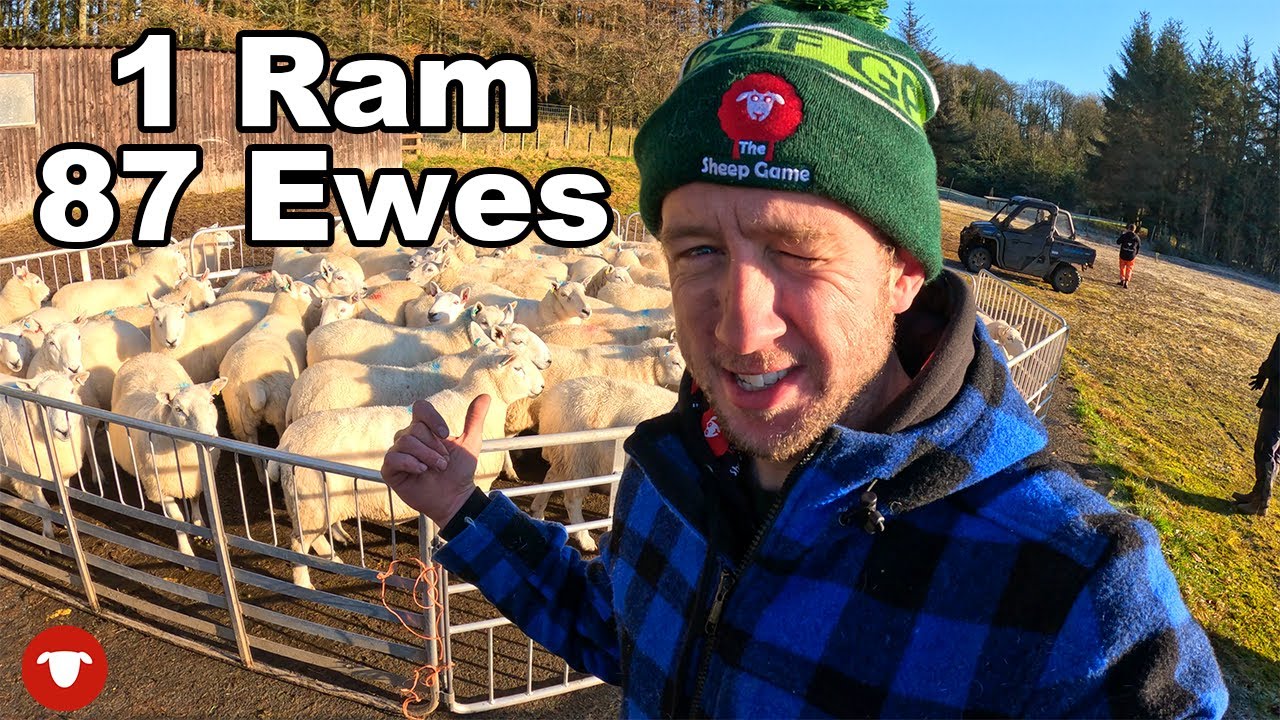 The start of our new SHEEP FLOCK