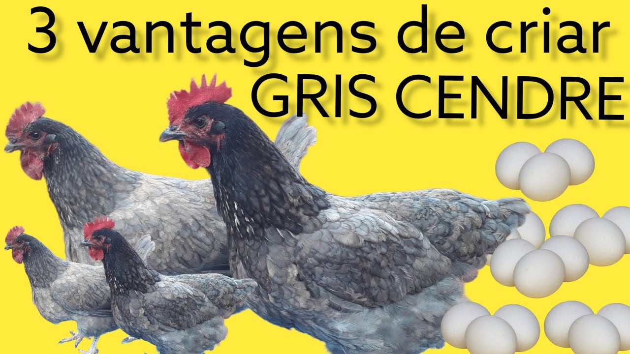 Galinhas gris cendre