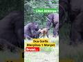 WEW, DUA GORILA MENYIKSA SEEKOR MONYET DIHUTAN, LIHAT AKHIRNYA MARAH SERANG BALIK ⁉️ #viral #animals